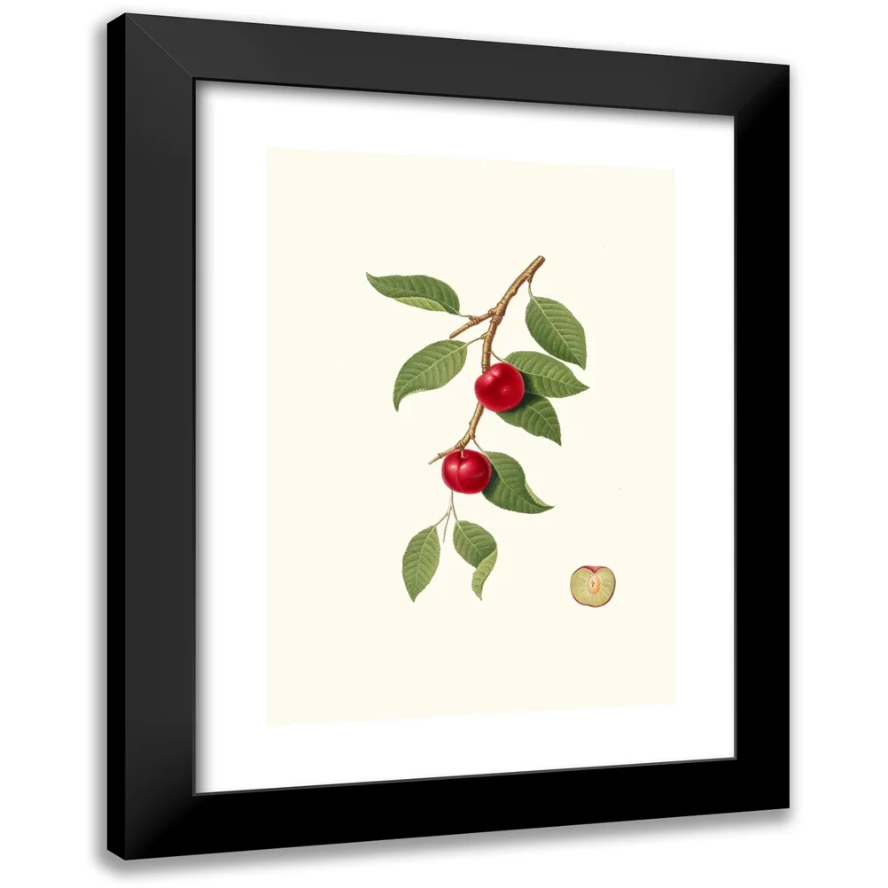 Giorgio Gallesio 11x14 Black Modern Framed Museum Art Print Titled - Cilieegia Susina. (Myrobalan Plum, Cherry Plum) (1817-1839)