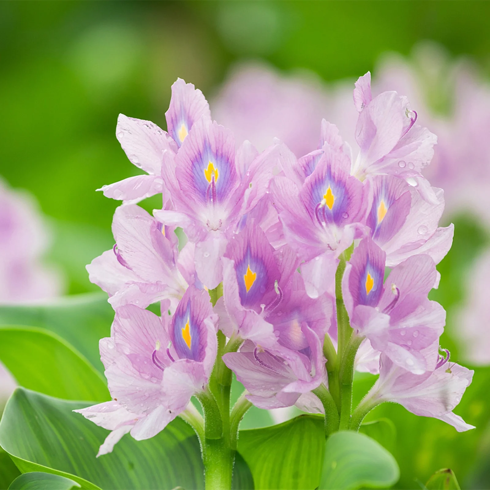 Hyacinth Bulbs, Fragrant Flowers, Hyacinth,Seasonal Flowers, Perennials,Cut Flowers Hyacinth Bulbs For Sale