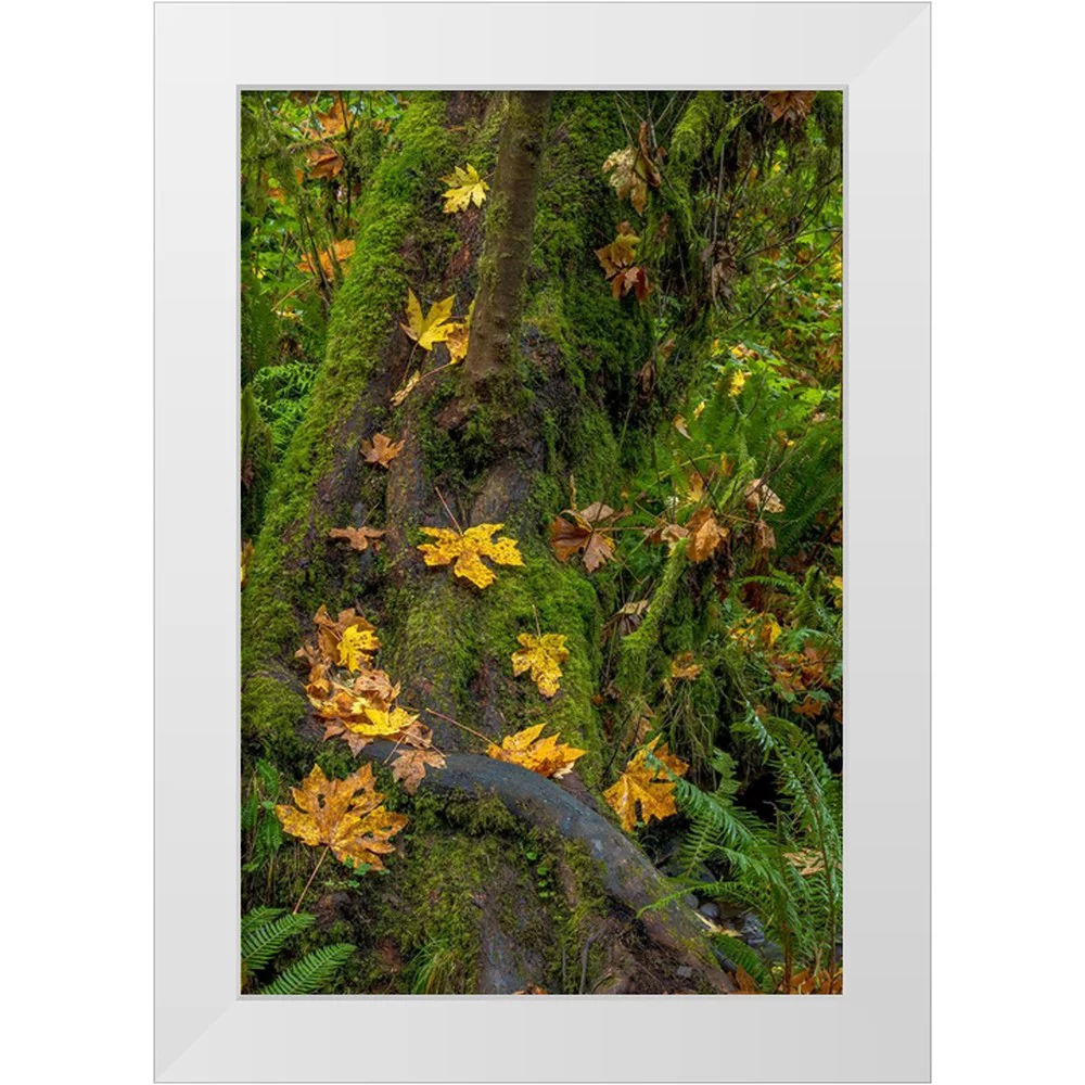Haney, Chuck 11x14 White Modern Wood Framed Museum Art Print Titled - Bigtooth Maple leaves in autumn along Munson Creek near Tillamook-Oregon-USA