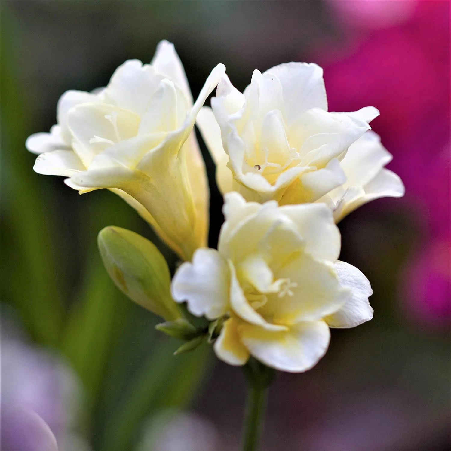 Freesia 'Double White' (15 Pack) Plant Bulbs for Gardening - Fragrant White Freesia, Professional Growers from GeSHOP