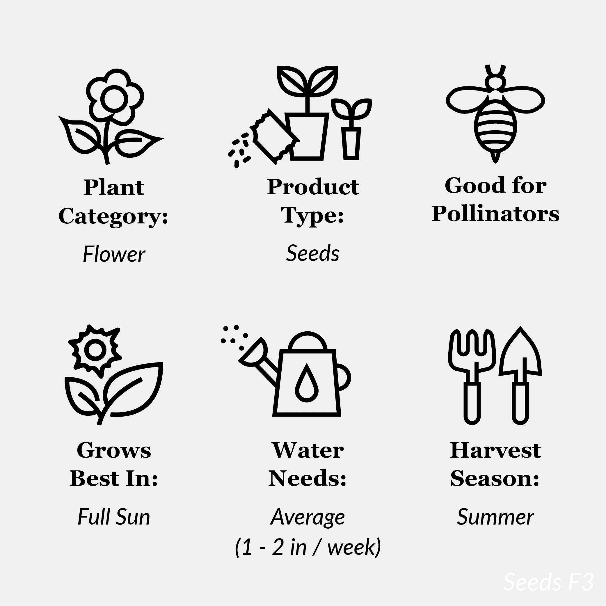 American Seed 1G Sunflower Dwarf Teddy Bear Annual Flower Seeds Full Sun