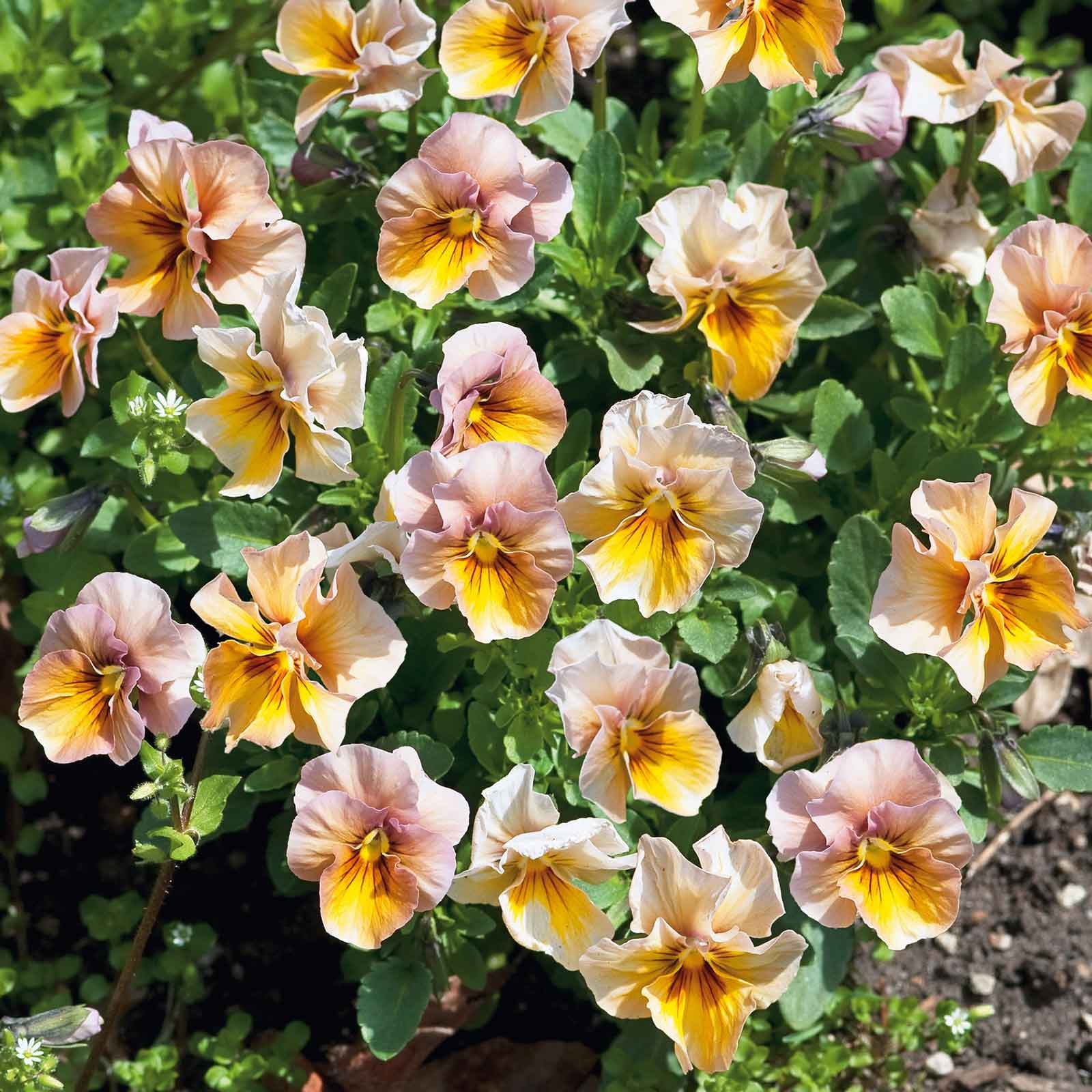Pansy Seeds - Nature Antique Shades - Packet - Purple Flower Seeds,  Hybrid Seed  Attracts Bees, Attracts Butterflies, Attracts Pollinators, Easy to Grow & Maintain, Edible, Fragrant, Container Garden