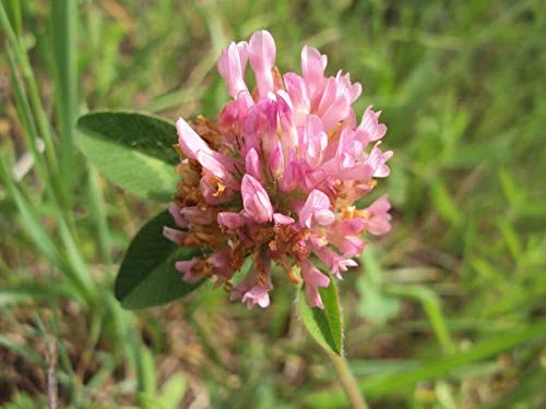 Strawberry Clover 90,000 Bulk Seeds USA Harvested pollinator bee Butterfly