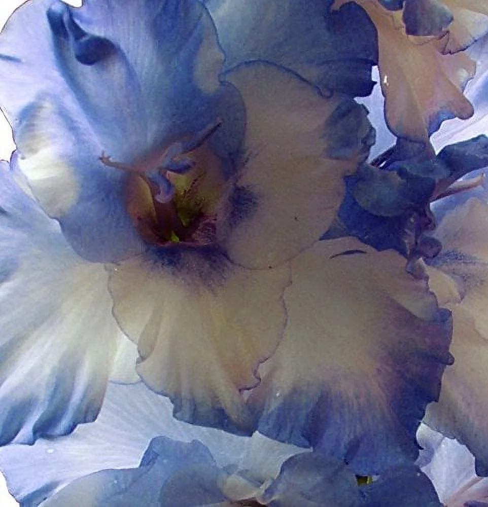 Made and Shipped in USA, Large Bulbs, (20) Beautiful Flowering Perennials, Sword Lily, Gladiolus Bulbs/Corms, Blue Blends Mix - Clarence