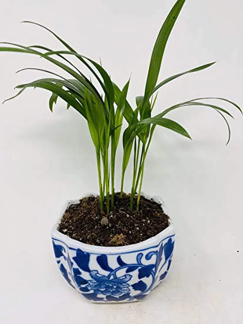 Areca Palm Dypsis lutescens Porcelaine Indented Corner Pot by JMBAMBOO