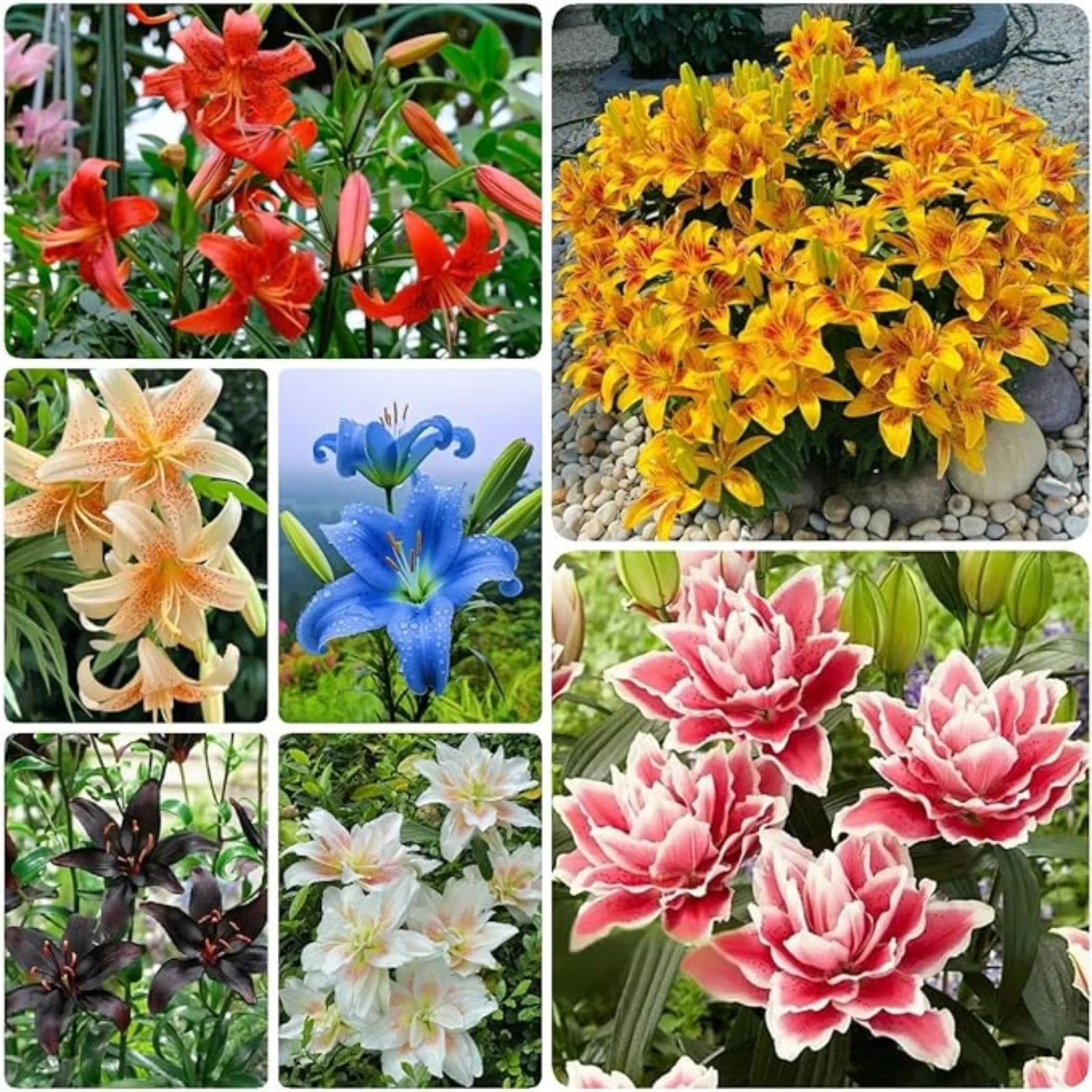 Lily Bulbs,Lily Bulbs For Planting Outdoors,Lily Bulbs Perennial,Stargazer Lily Bulbs,Beautify Environment,Surprise Lily Bulbs,Tiger Lily Bulbs For Sale.