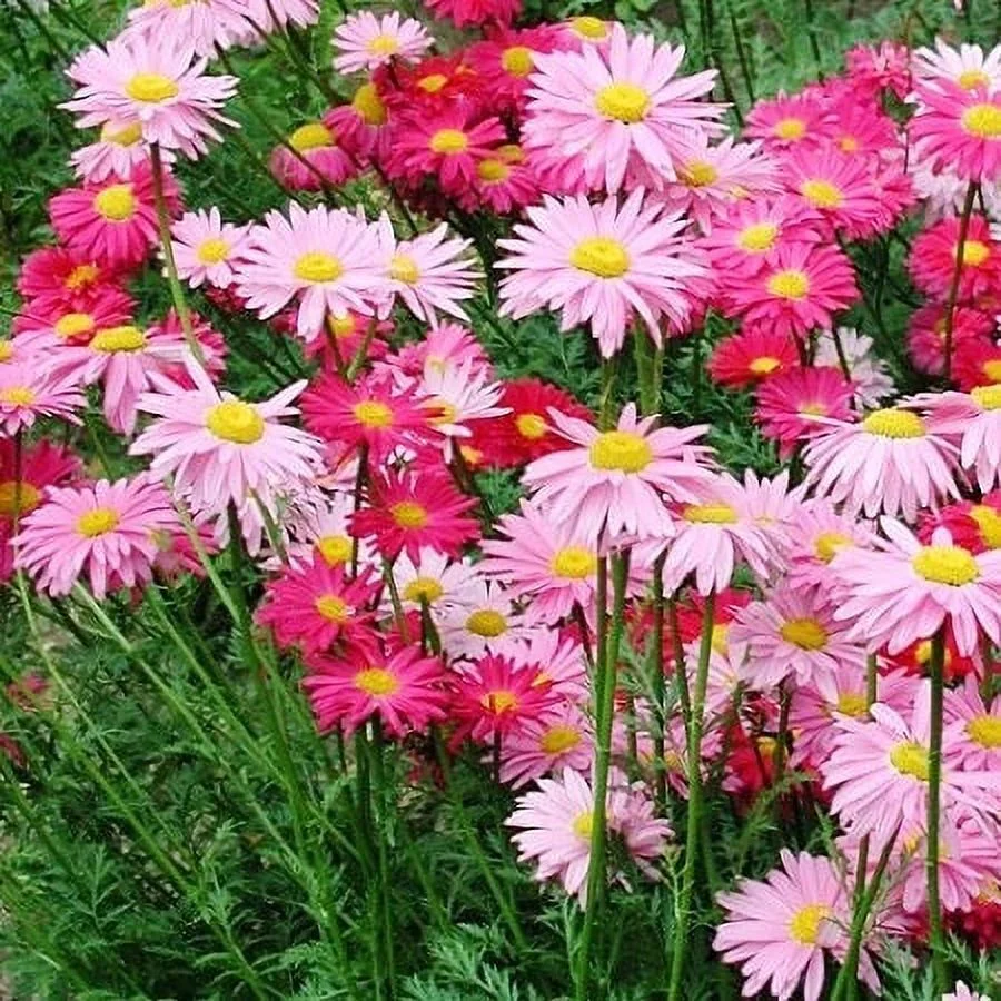 Daisy Seeds (Painted) - Robinsons Giant Mix - 1 Ounce - Pink Flower Seeds,   Attracts Bees, Attracts Butterflies, Attracts Pollinators, Easy to Grow & Maintain, Extended Bloom Time, Fast Growing