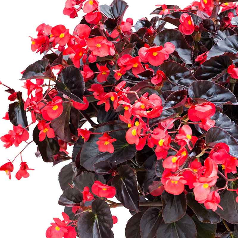 Begonia Seeds - Viking XL Red on Chocolate - Packet - Red Flower Seeds,  Hybrid Seed  Attracts Butterflies, Easy to Grow & Maintain, Container Garden