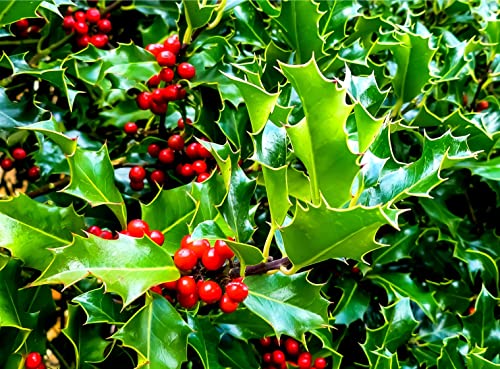 30 English Holly Seeds for Planting - Ilex aquifolium - Christmas Holly