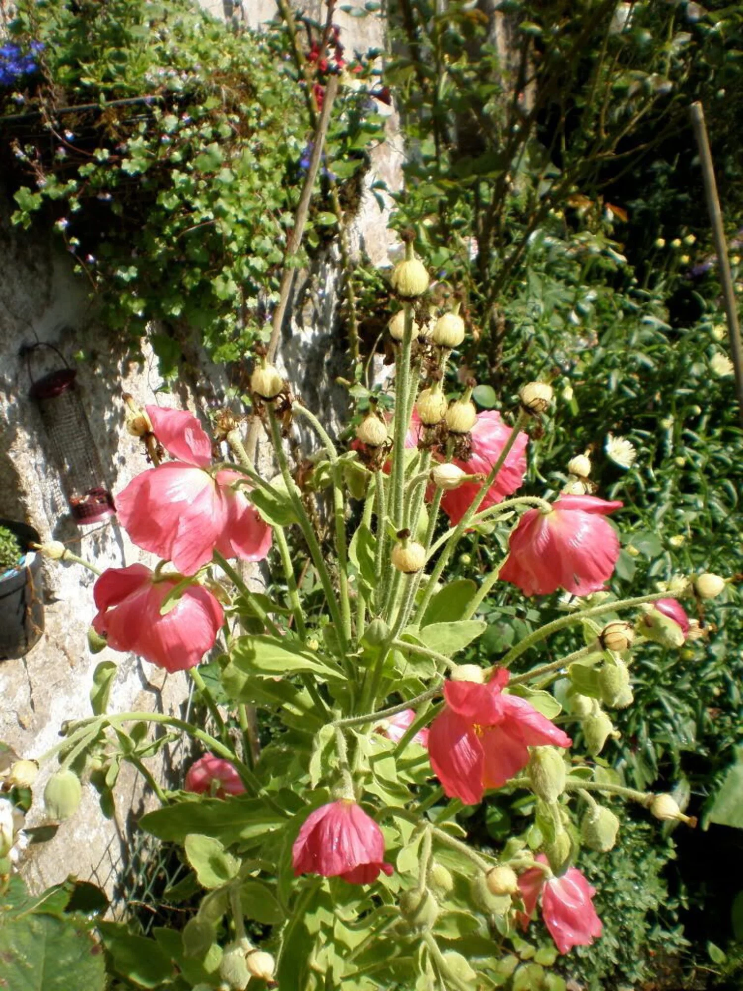 10 Seeds MIXED HIMALAYAN POPPY Blue Red Violet Meconopsis Napaulensis Mix Flower Seeds