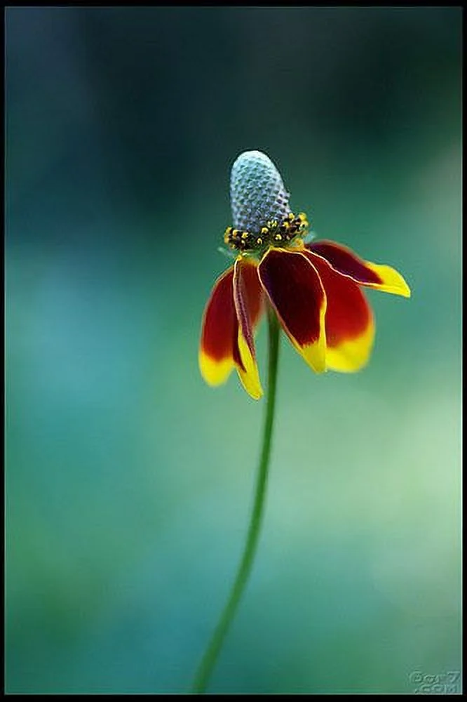 Mexican Hat Nice Garden Flower BULK 1 Lb Seeds
