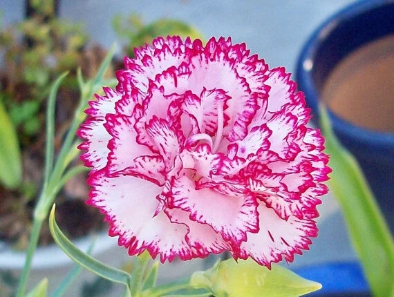 30+ CARNATION CHABAUD STRIPED & PICOTEE MIX / FRAGRANT PERENNIAL FLOWER SEEDS