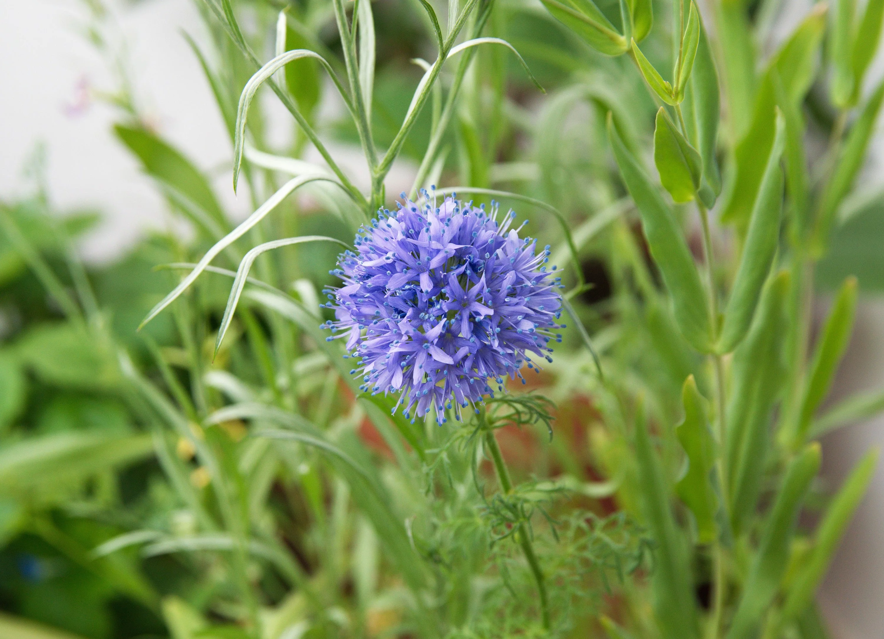 1500 GLOBE GILIA Bluehead Gilia Capitata Thimble Flower Seeds