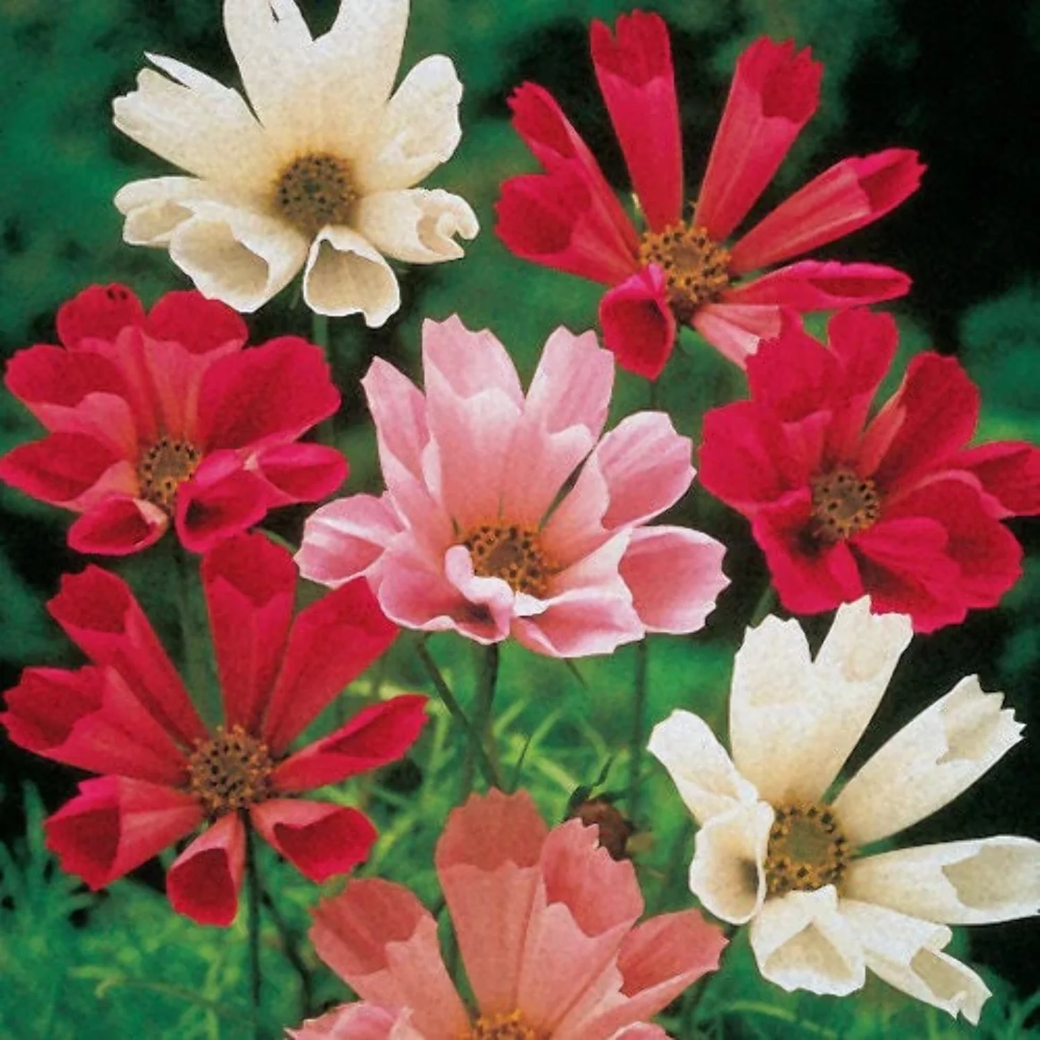 200 COSMOS SEASHELLS Cosmos Bipinnatus Sea Shells Flower Seeds