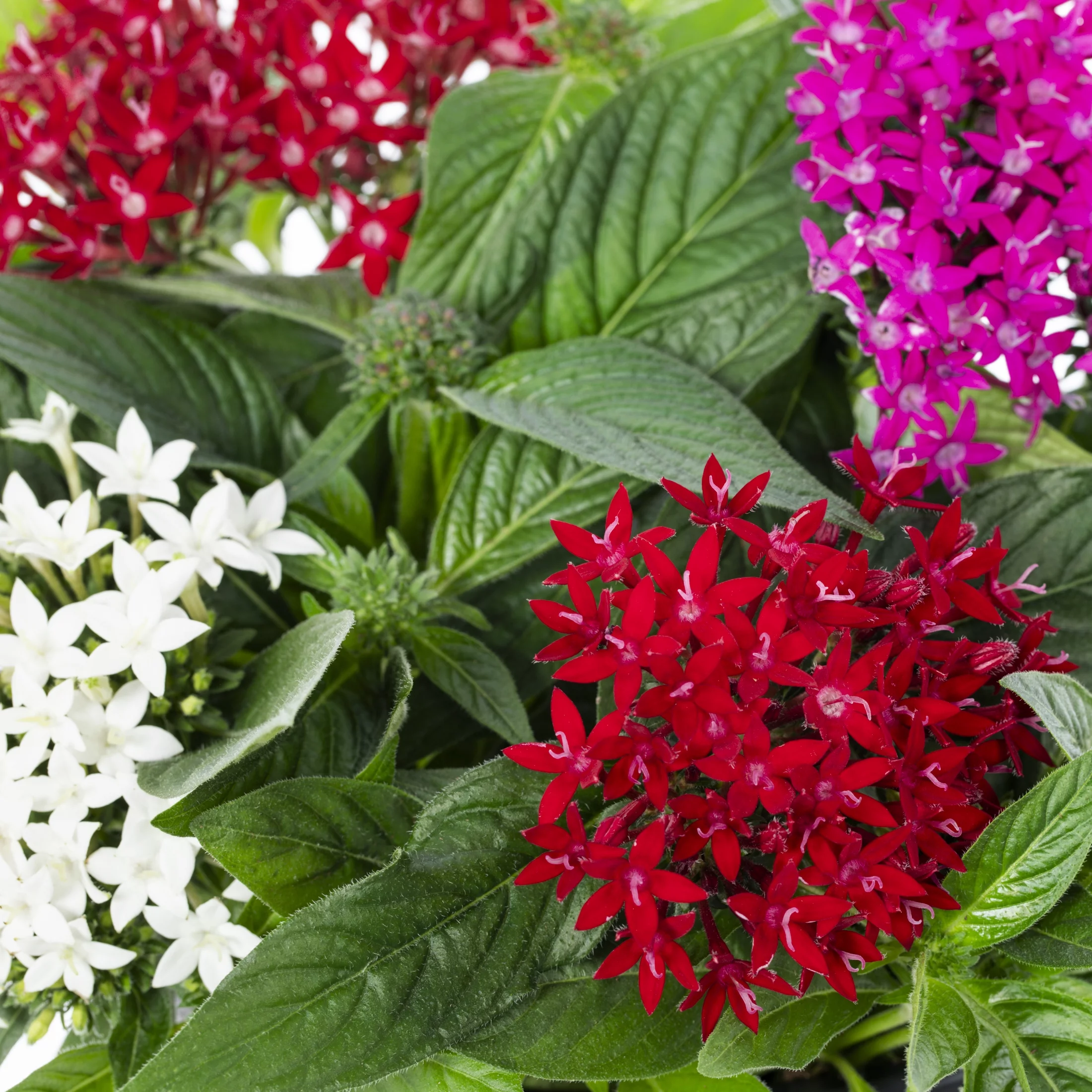 Better Homes & Gardens 2.5QT Multicolor Pentas Live Plants with Grower Pot