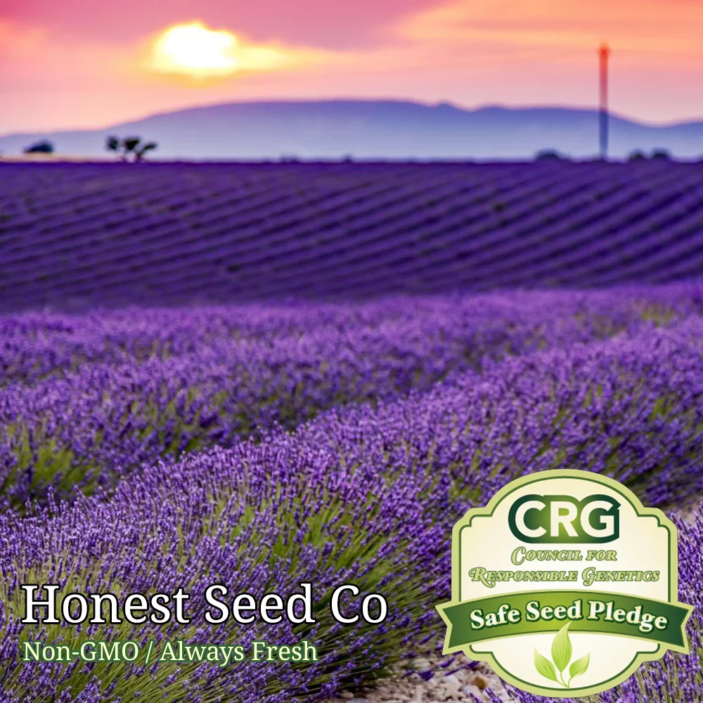 Lavender Seeds - Common English | 800+ Non-GMO Garden Seeds
