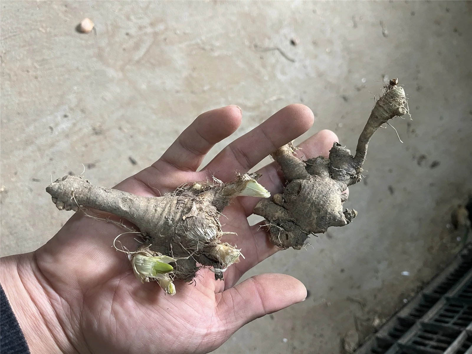 Iris Bulbs, Iris Flowers, Elegance,Bulbs Garden,Iris Bulbs ,Perennial Reblooming Bulbs, Iris, Iris Bulbs For Sale