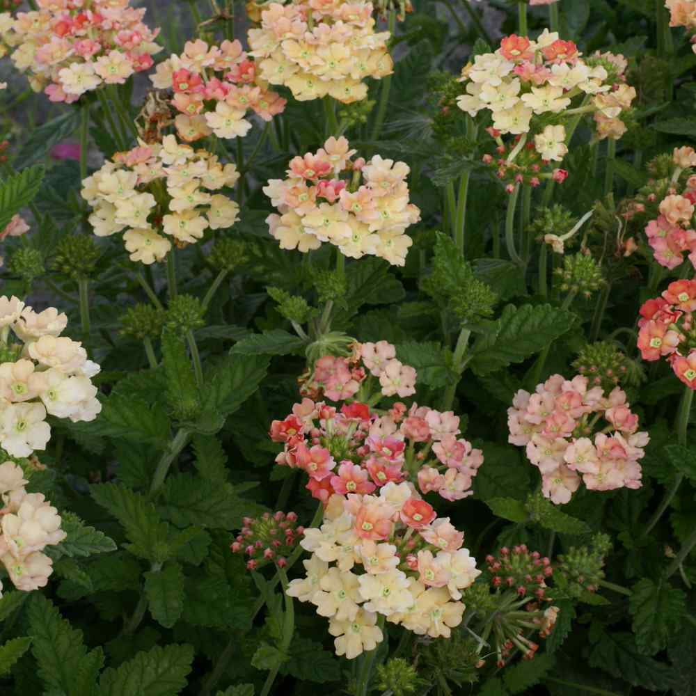 Outsidepride Verbena Apricot - 2000 Seeds