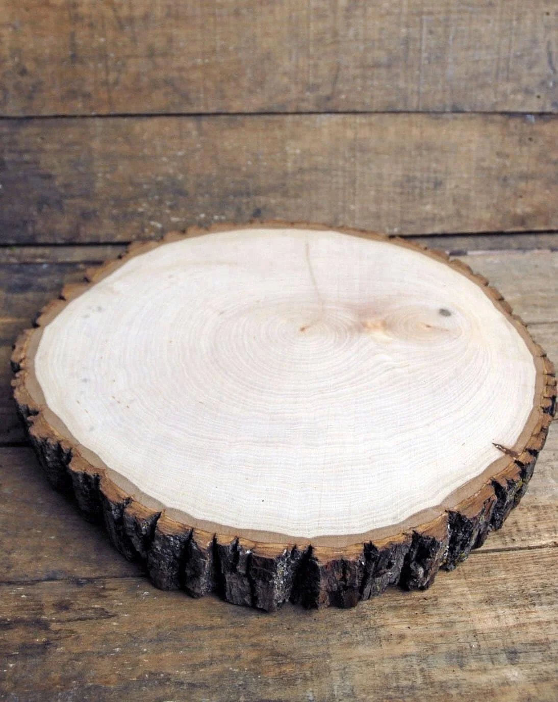 Basswood Slab Tree Slice With 11.5