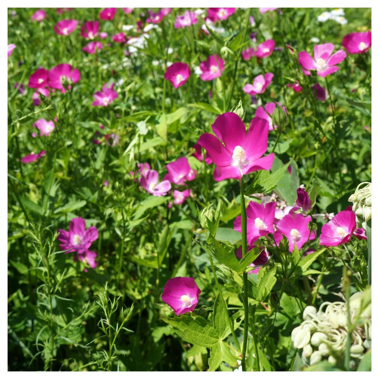 Everwilde Farms - 15 Bushs Poppy Mallow Native Wildflower Seeds - Gold Vault Jumbo Bulk Seed Packet