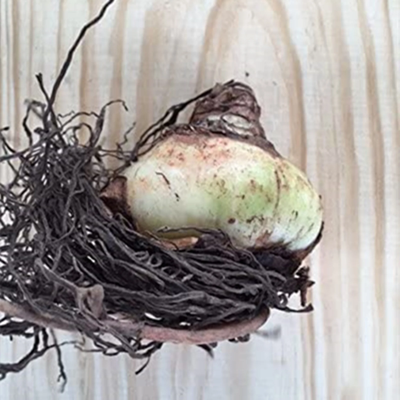 Amaryllis Bulbs For Planting,Iridescent,Amarillos,Amaryllis Bulbs For Sale,Amaryllis Pots,Amaryllis Plants,Amaryllis Belladonna Bulbs,Beautify Environment,Amaryllis Belladonna.