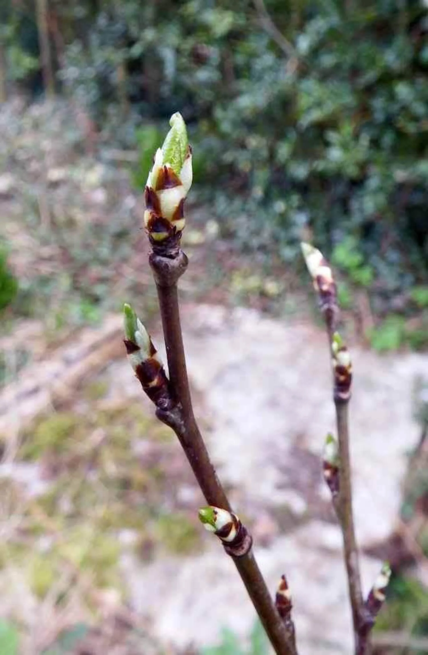 Stanley Plum tree seedling 18-24 inches tall