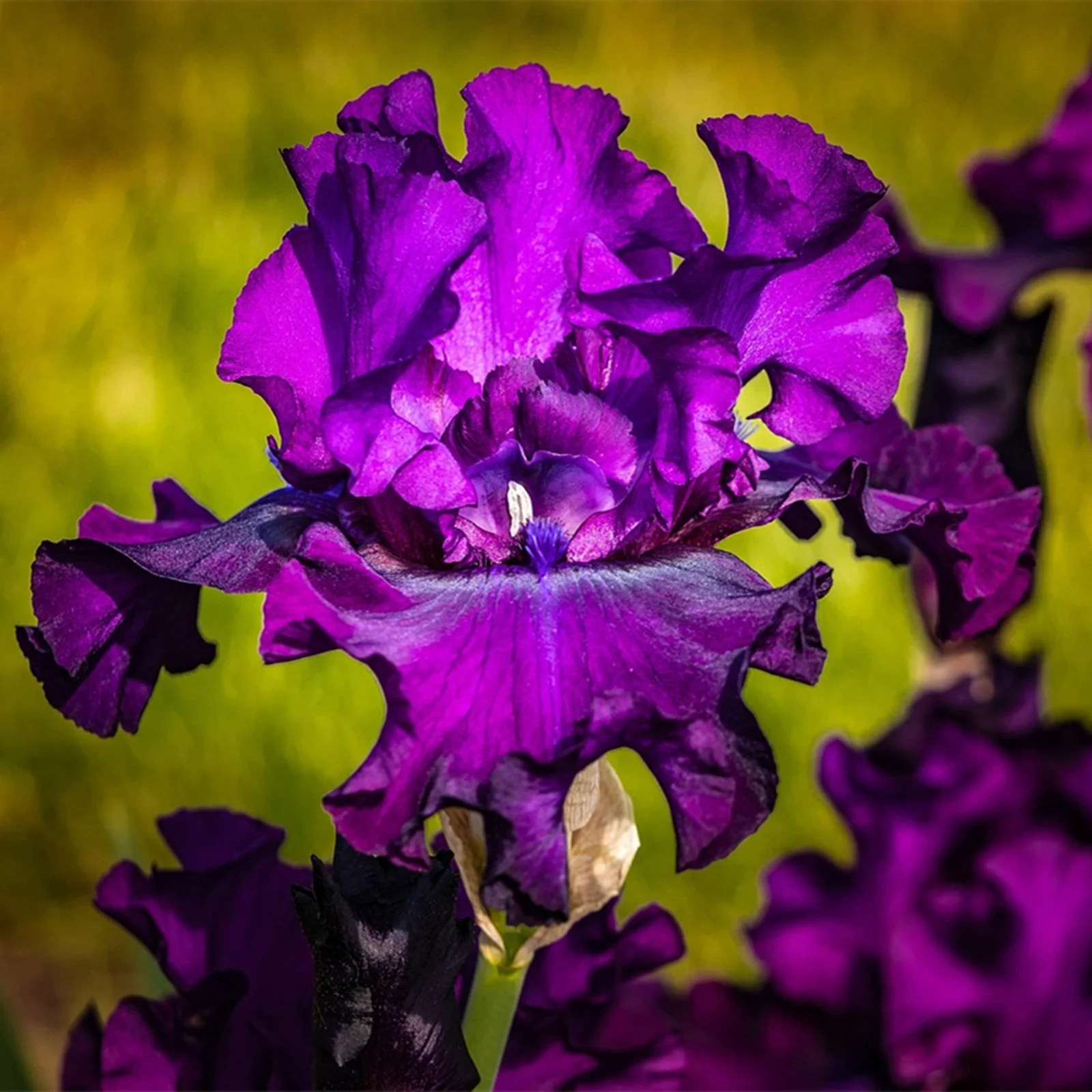 Iris Bulbs, Iris Tubers, Iris Bulbs Perennial Reblooming Bearded,Beautify Environment,Cold And Drought Tolerant,Iris Rhizomes, Gardeners Can Plant Easily,Iris Bulbs For Planting,Iris Plants Bulbs,