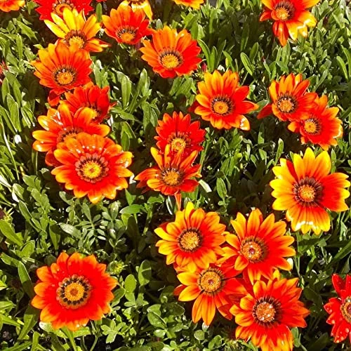 CHUXAY GARDEN ‘Bronze Shades’ Gazania 100 Seeds Orange Asteraceae Flowering Plants Tolerant Heat and Drought Bloom Late Spring Summer Lovely Flowers