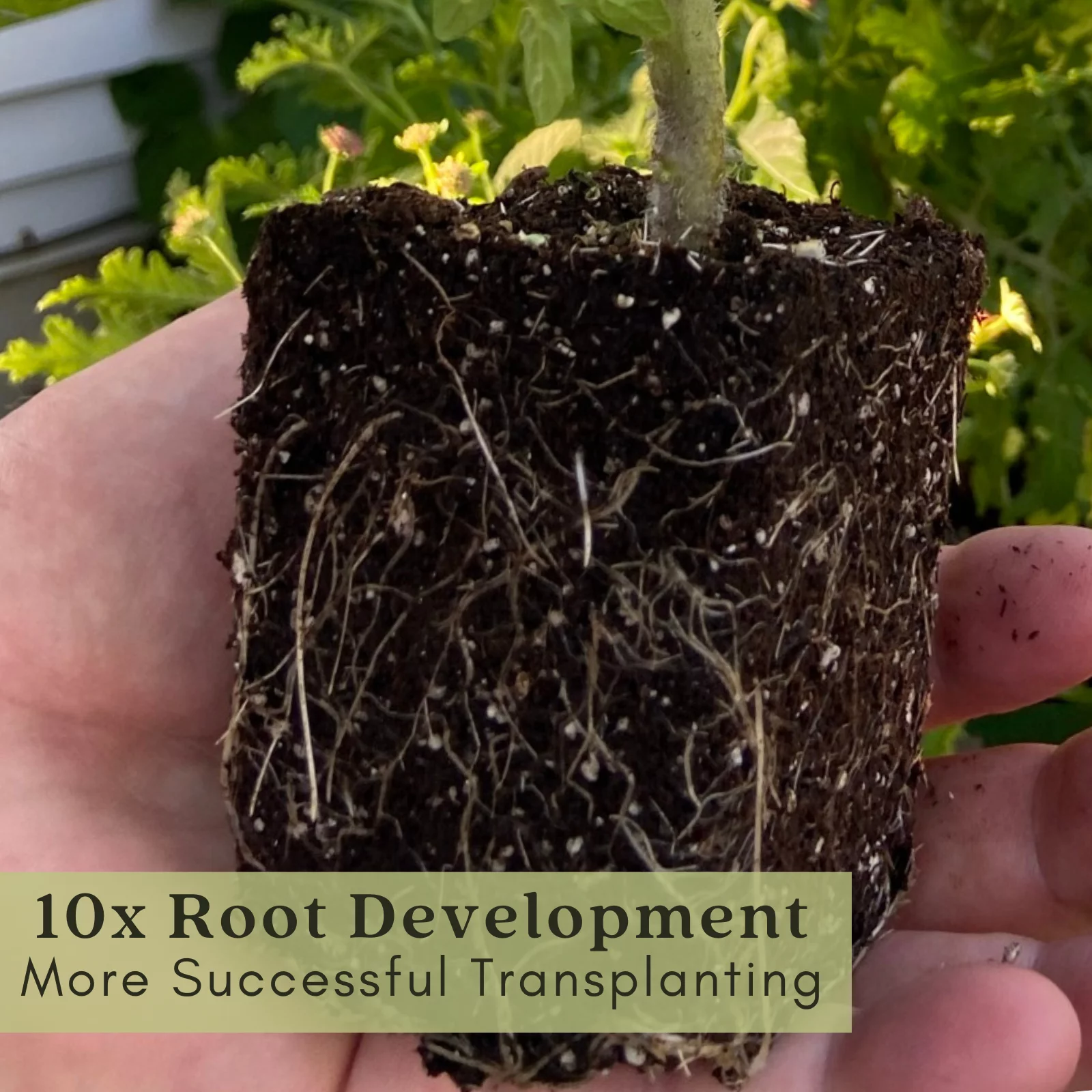 Black Prince Tomato Plants | Two Live Garden Plants | Non-GMO, Heirloom, Indeterminate