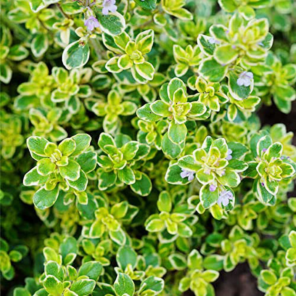 CHUXAY GARDEN Thymus Citriodorus-Lemon Thyme,Citrus Thyme 1000 Seeds Condiment Herb Plant