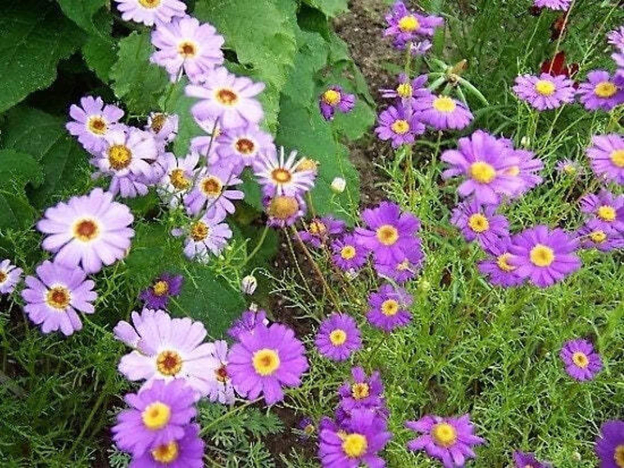 200 Purple Mix SWAN RIVER DAISY Brachyscome Iberidifolia Flower Seeds
