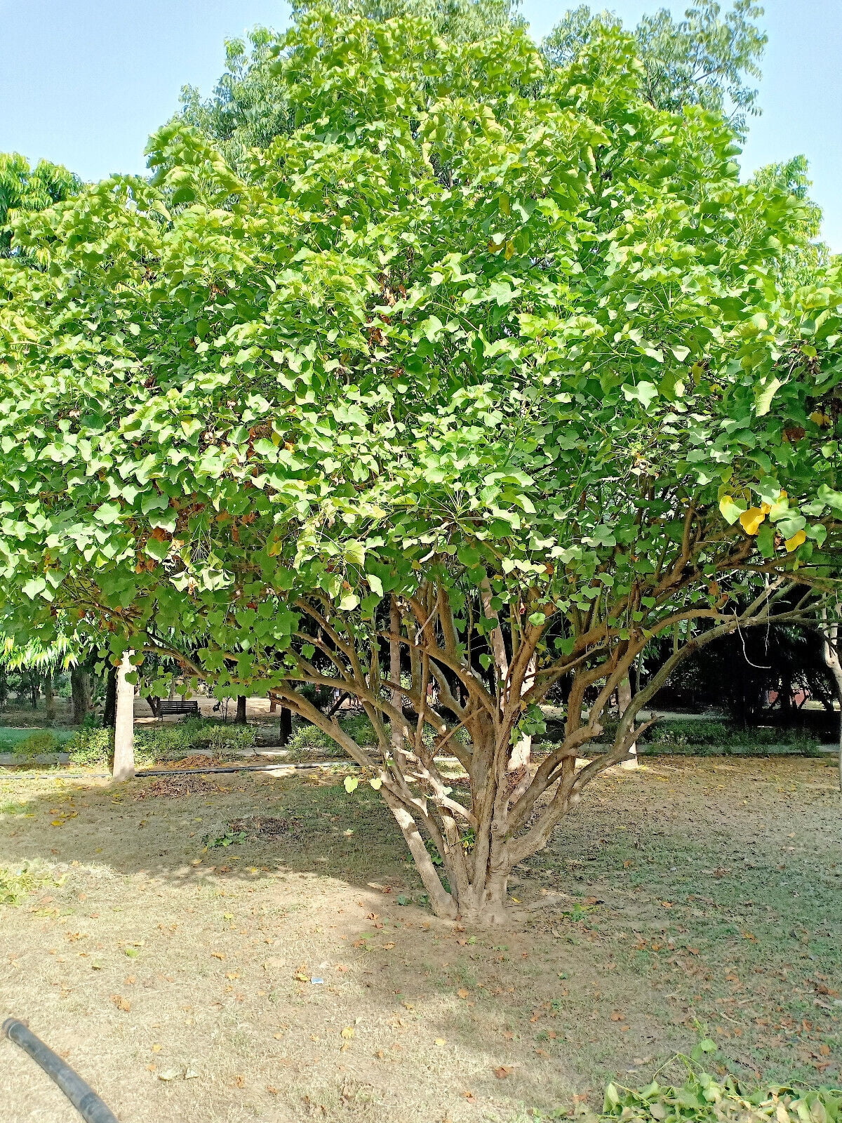 5 PHYSIC NUT Barbados Purging JATROPHA Curcas Tree Seeds BIO-DIESEL *Comb S/H