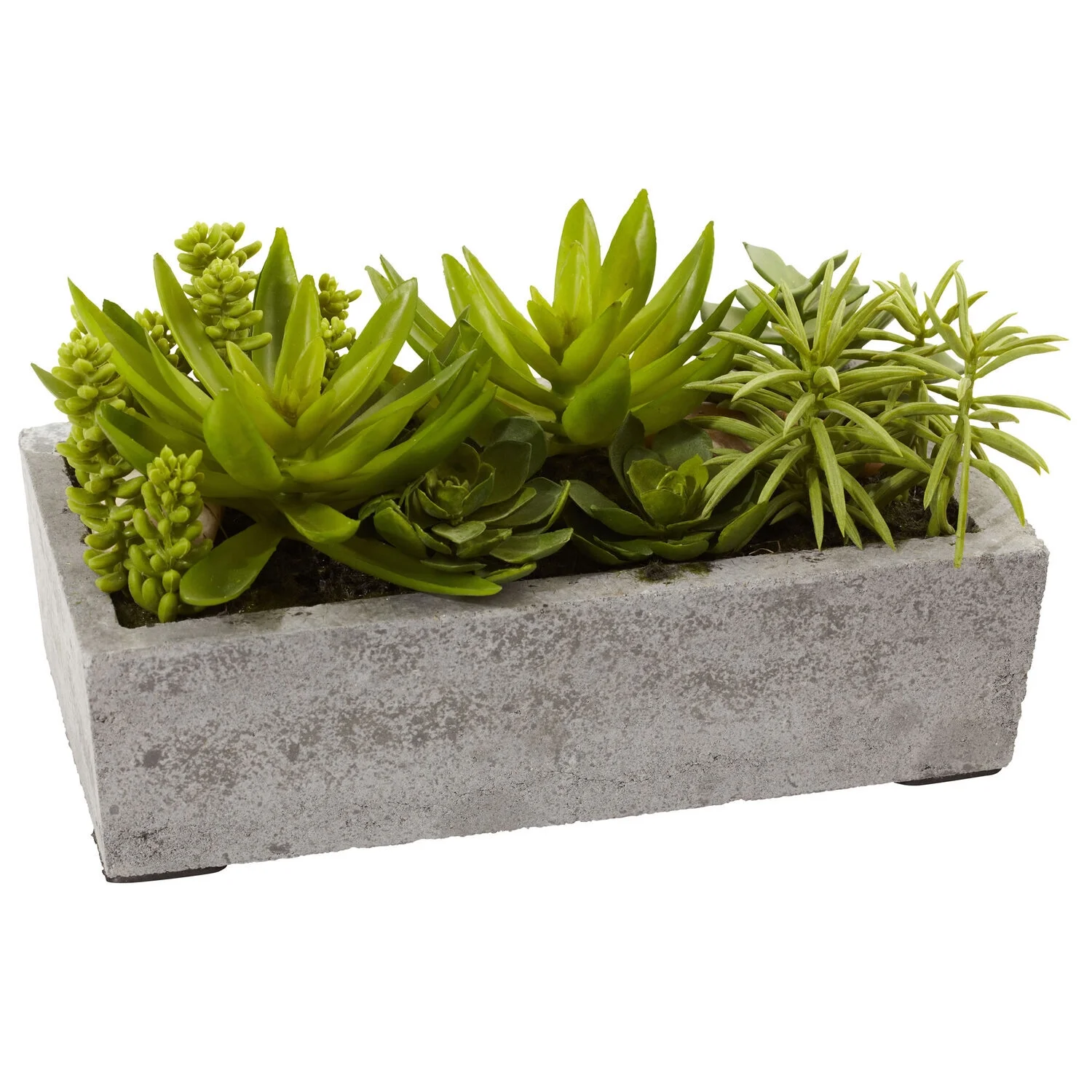 HomeStock Antique Succulent Garden With Concrete Planter