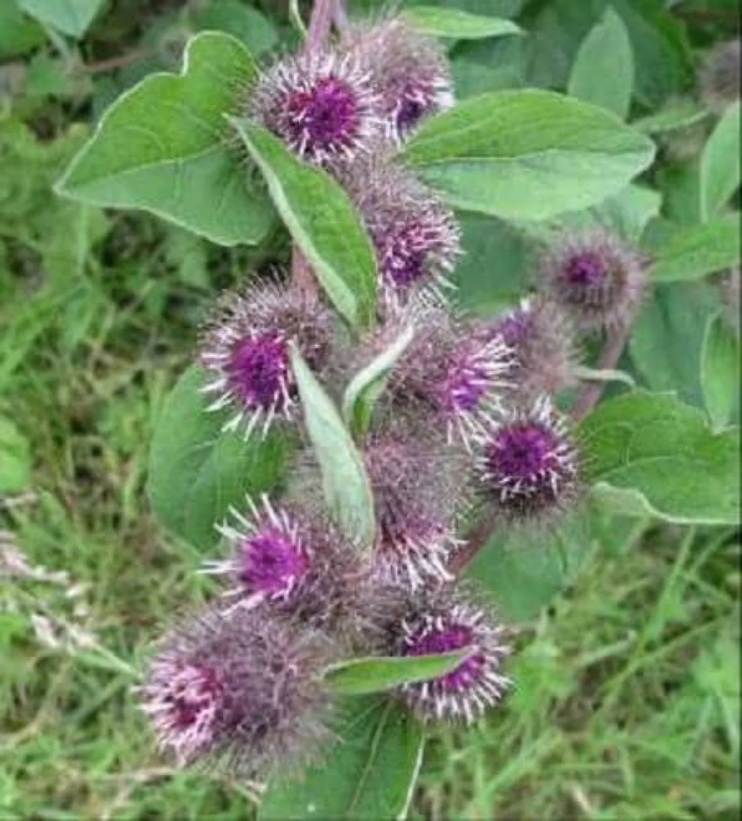 200 Great BURDOCK Arctium Lappa (Edible Burdock / Cockle-Button / Beggar's Buttons) HERB Flower Seeds