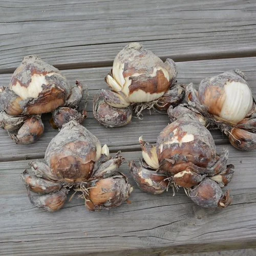 Narcissus Bulbs Daffodil Bulbs For Planting Outdoors Daffodil Bulbs Bulk Daffodil Bulbs For Planting Daffodil Plant Bonsai Plants