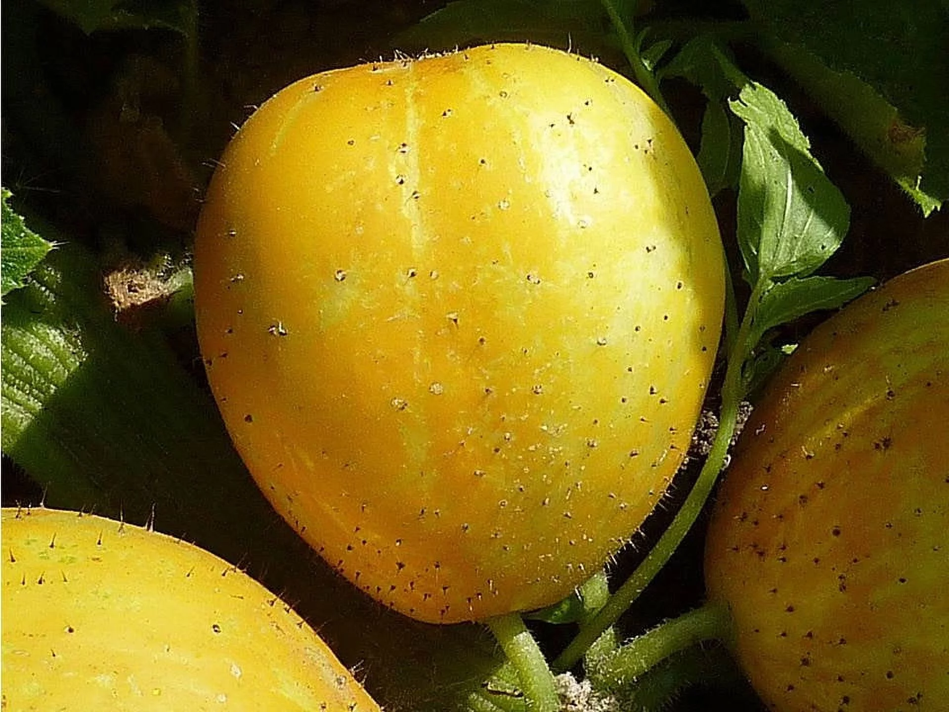 Lemon Cucumber Seeds/ Annual/ Full Sun/ 960 Seeds 1 oz/ Zellajake Farm and Garden - B31