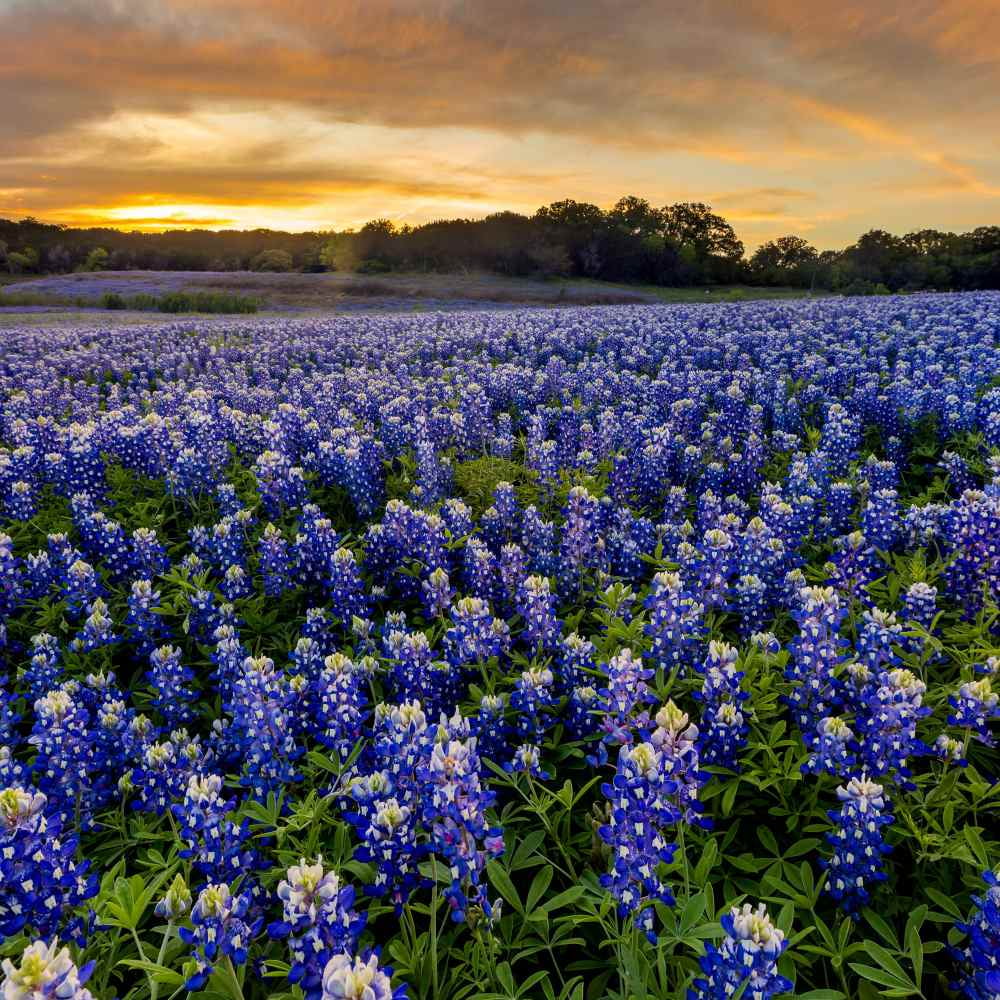 Texas Bluebonnet Seeds - Texas Bluebonnet Wildflower Seed - 5 LBS