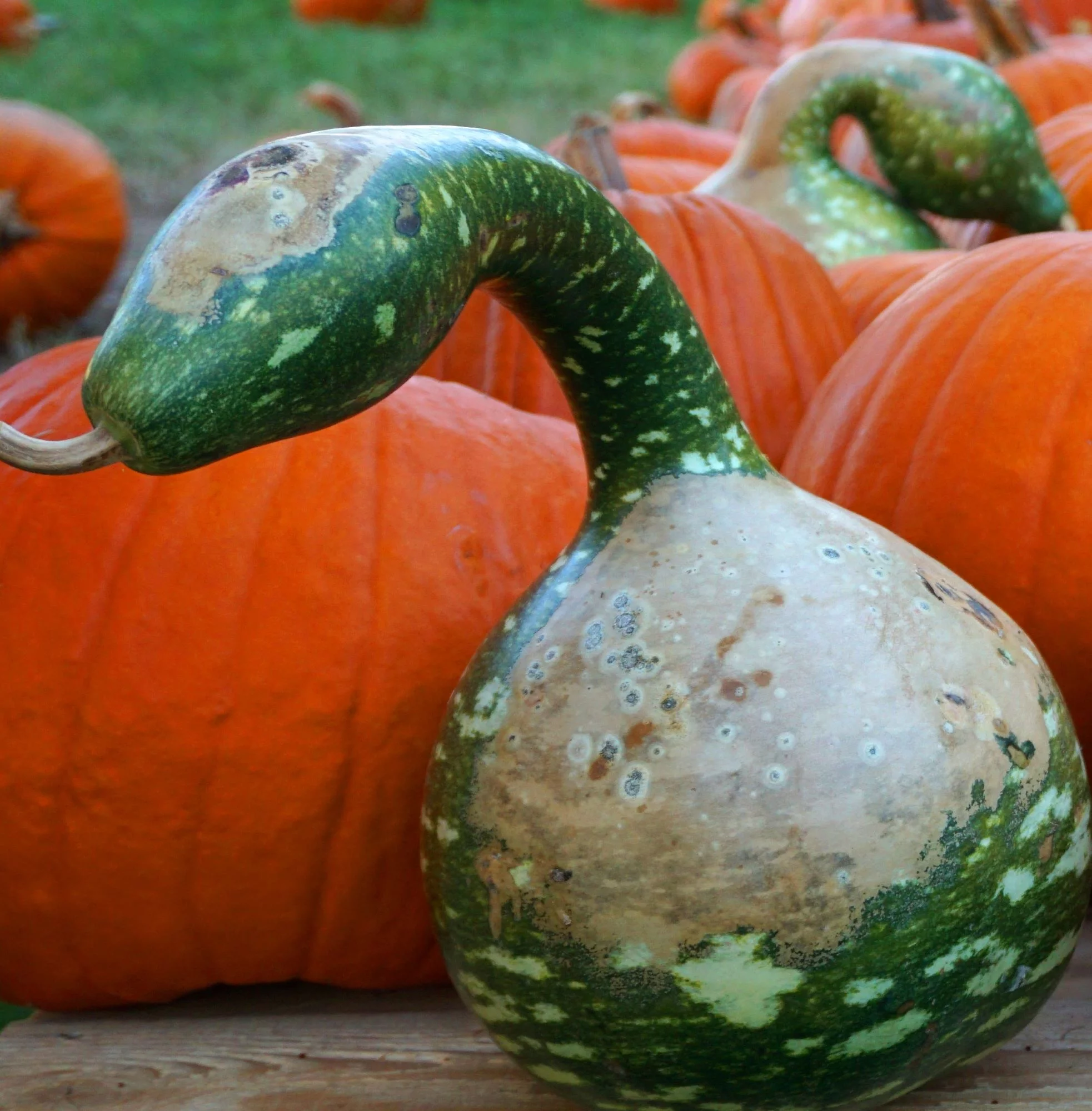 Dipper Gourd Seeds - Lagenaria siceraria - 480 seeds, 1/4 LB - B40