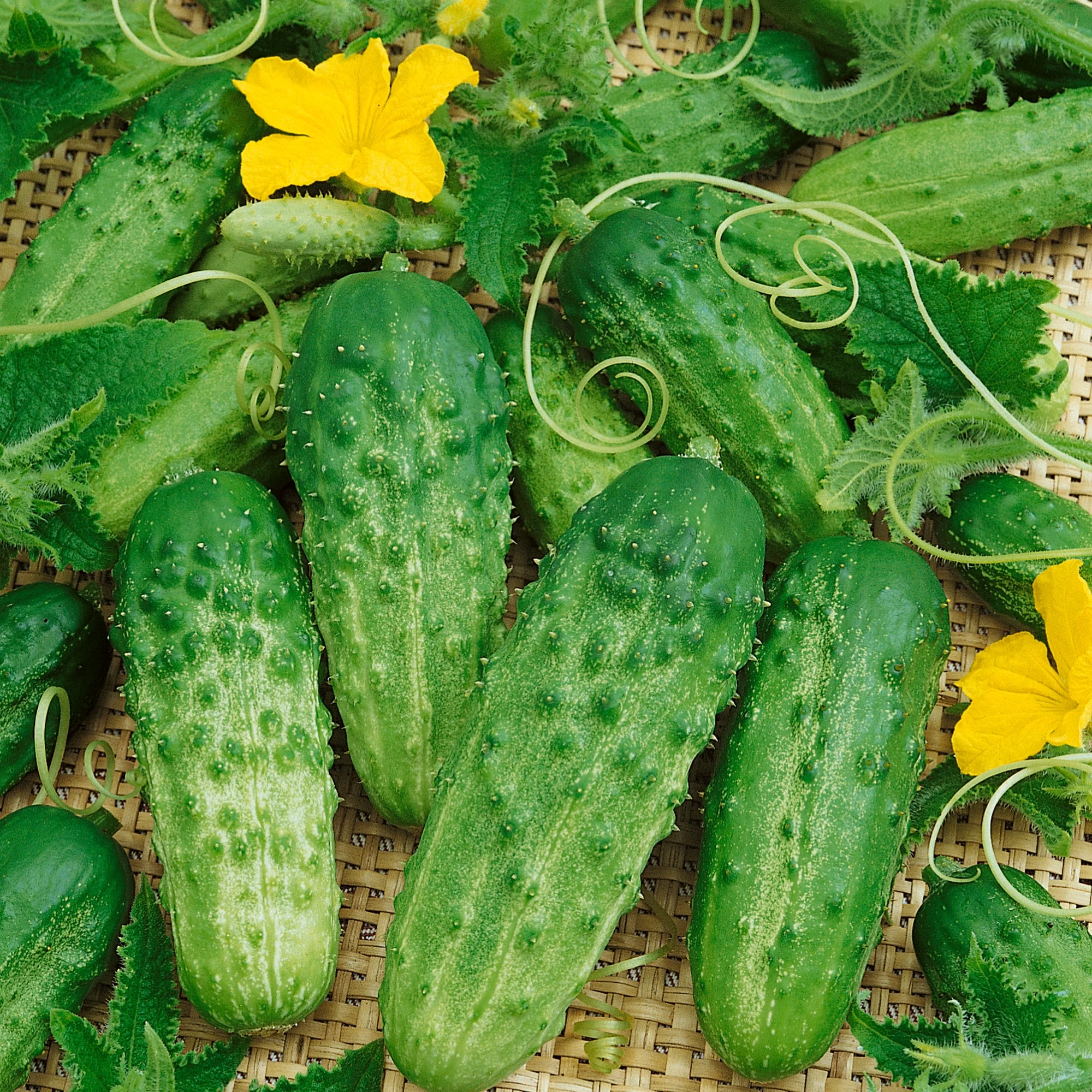 Pick a Bushel F1 Hybrid AAS Cucumber Seeds - 4 Oz ~3800 Seeds - Non-GMO, F1 Hybrid - Vegetable Garden - Cucumis sativus
