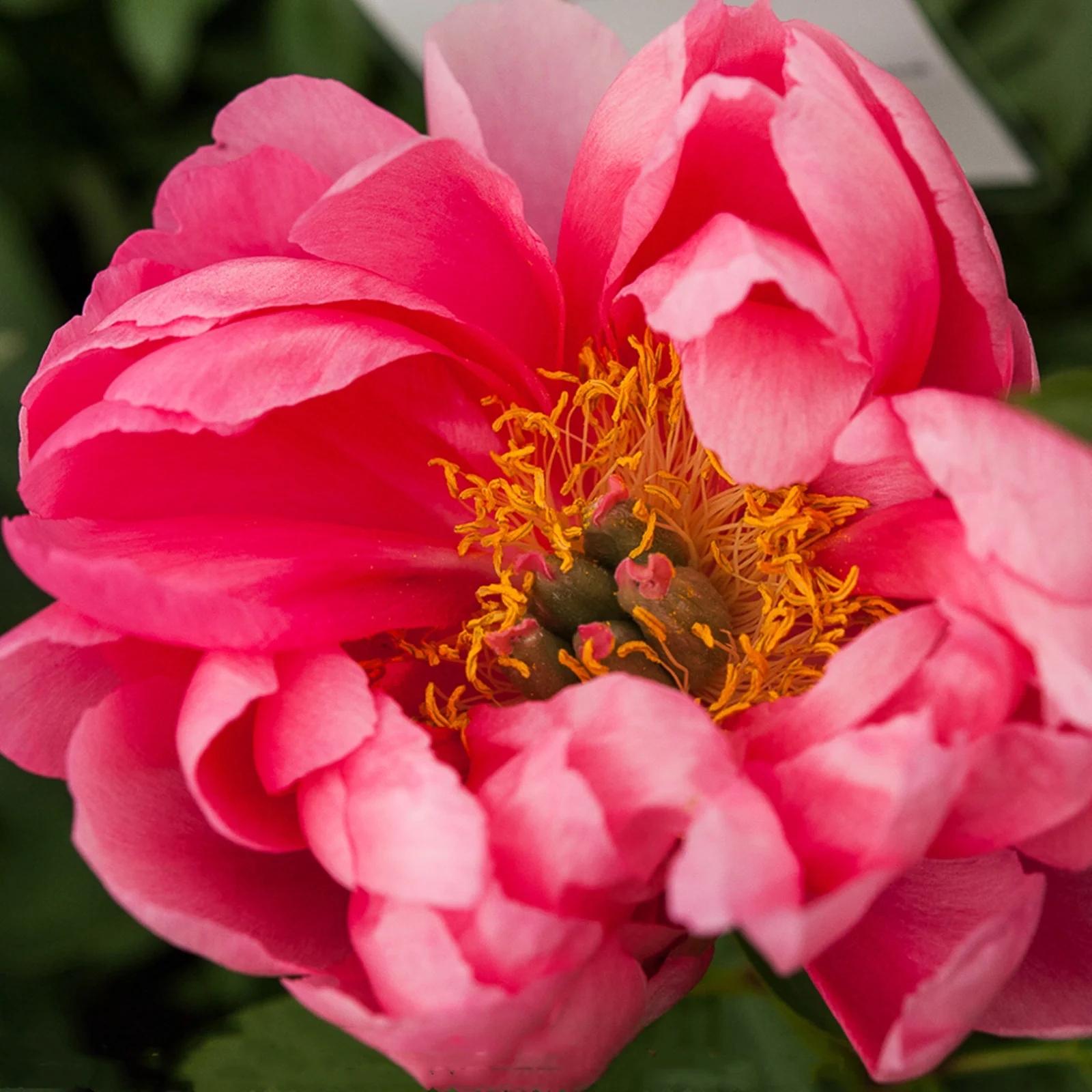 Peony Bulbs, Peony Bulbs, Perennials, DecorationPeony Plant, Potted Plant, Beauty,Ornamental, Four Seasons,Peony Bulbs For Sale