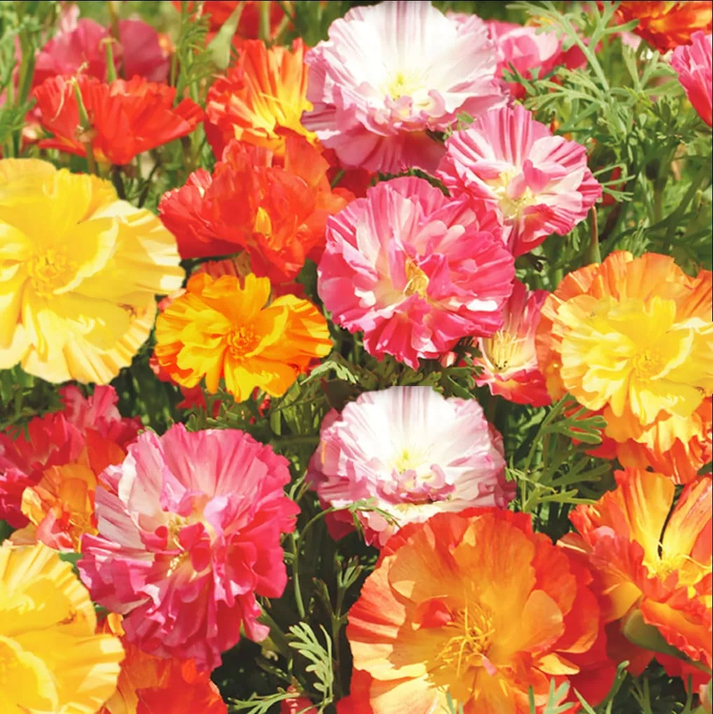 TomorrowSeeds - Ballerina Mix California Poppy Seeds - 1500+ Count Packet - Crimped Pastel Rainbow Iceland Paper Poppies Drought Garden Flower Seed For 2024 Season