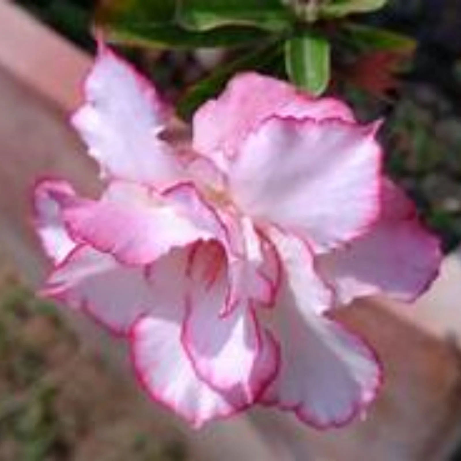 Desert Rose Bulbs For Planting,Desert Rose Bulbs,Professional Planting,Adenium Desert Rose Plant,Desert Rose Roots,Desert Rose Bulbs For Sale.