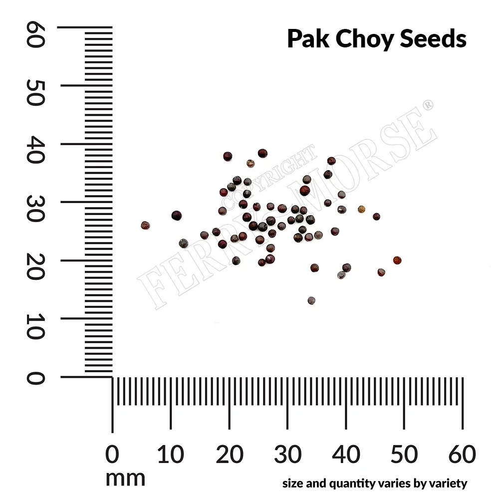 Ferry-Morse 140MG Pak Choy Chinese White Vegetable Plant Seeds Full Sun