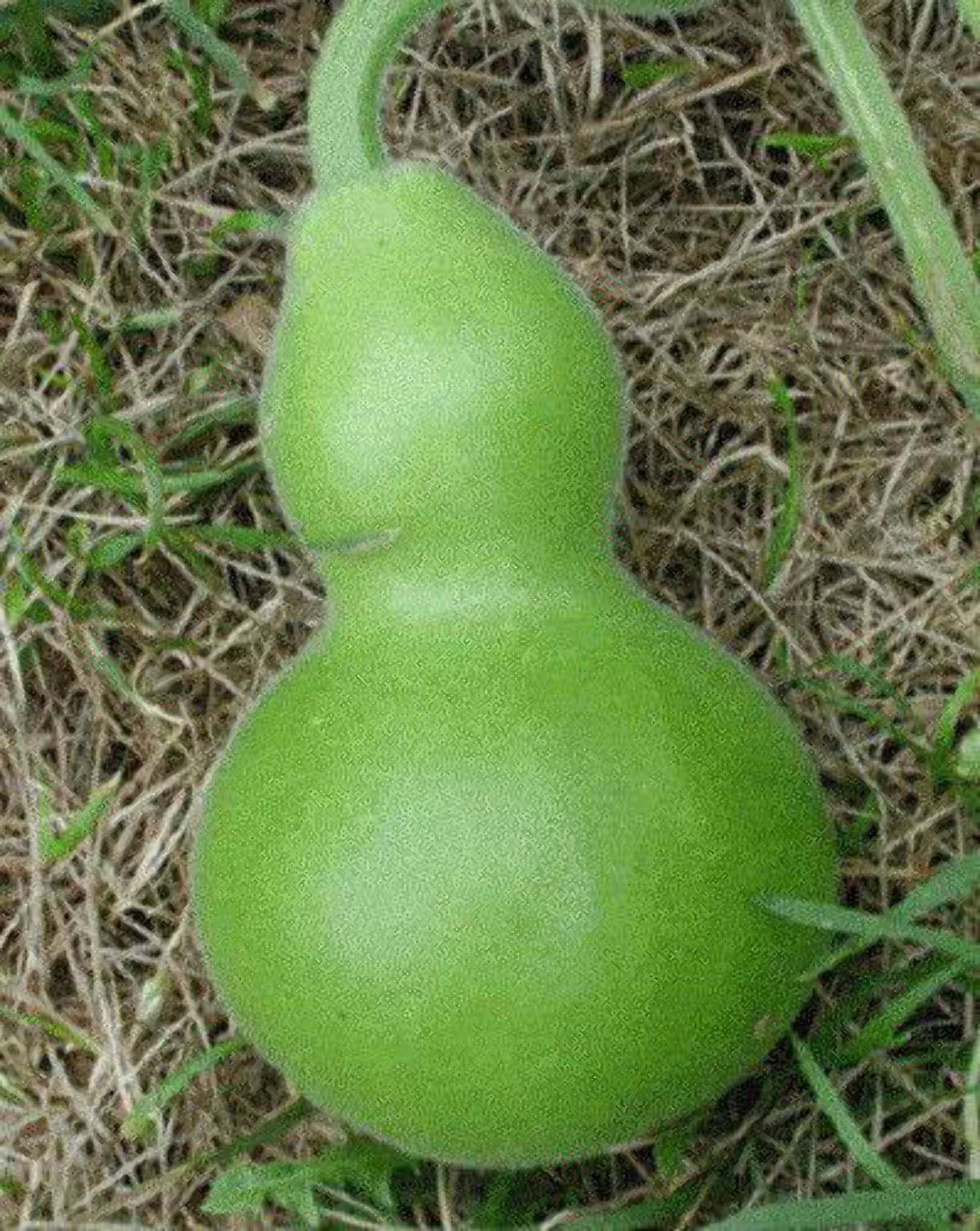 20 Seeds BIRDHOUSE GOURD (Hard Shelled Gourd / Calabash) Lagenaria Siceraria Vine Seeds