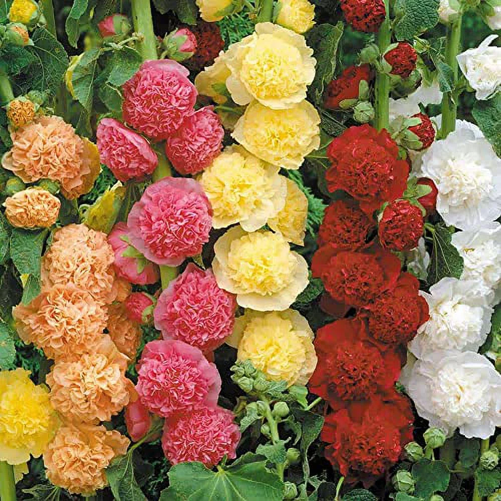 Double Hollyhock Seeds Alcea Rosea Attract Bees & Butterflies Cottage Gardens Beds Borders Outdoor 60Pcs Flower Seeds by YEGAOL Garden