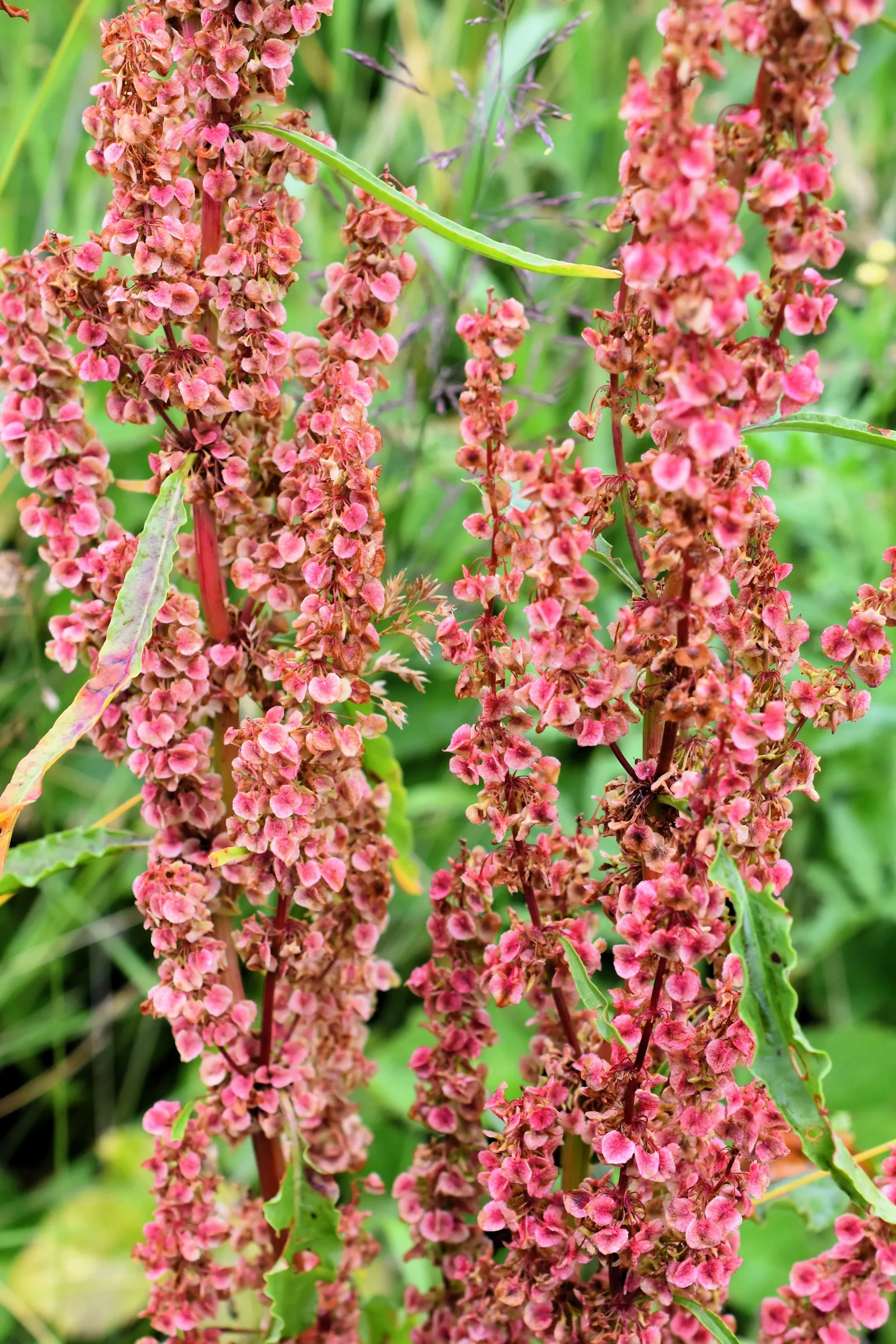 100 CURLY DOCK Yellow Dock Rumex Crispus Herb Yellow Flower Red Pod Seeds