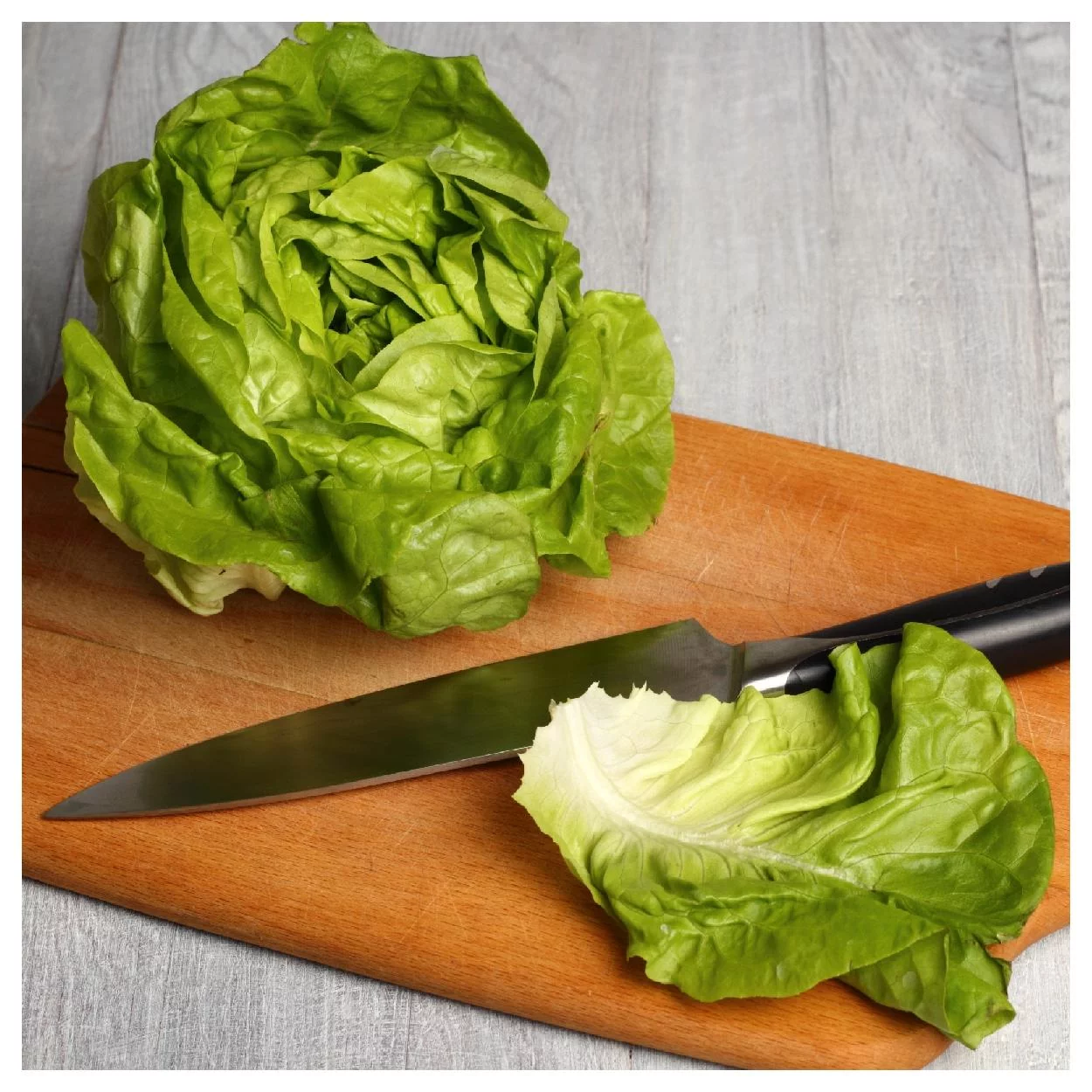 Everwilde Farms - 1000 White Boston Butterhead Lettuce Seeds - Gold Vault Jumbo Bulk Seed Packet