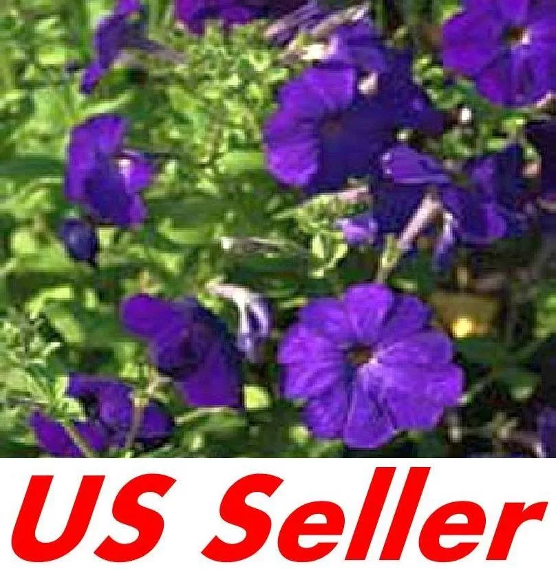 200 Seeds Deep Purple Petunia Nana Compacta Alderman B108, Annual Garden Flowers