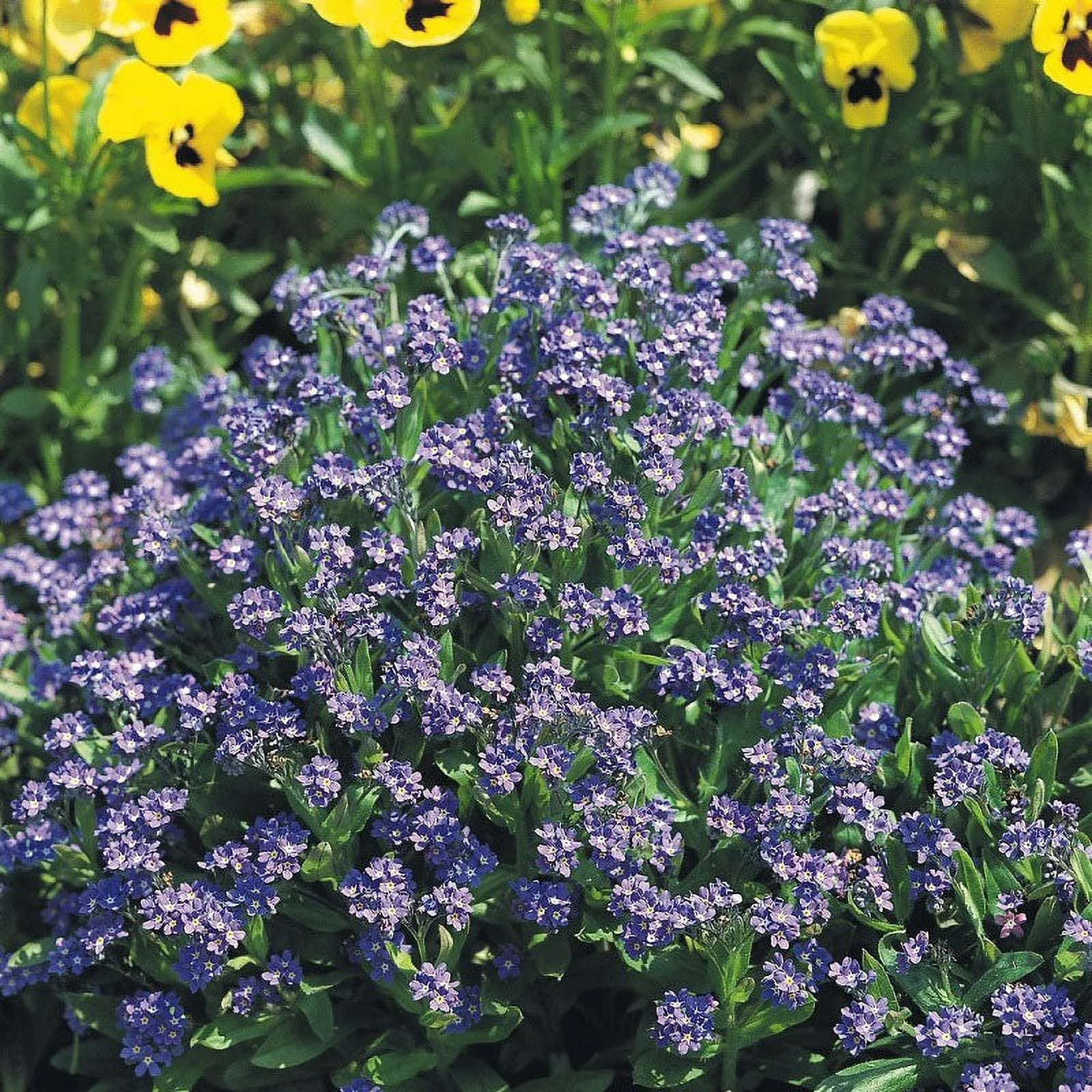 Forget Me Not (Dwarf) Seeds - Ultramarine - Packet - Blue Flower Seeds,  Heirloom Seed  Attracts Bees, Attracts Butterflies, Attracts Hummingbirds, Attracts Pollinators, Easy to Grow & Maintain