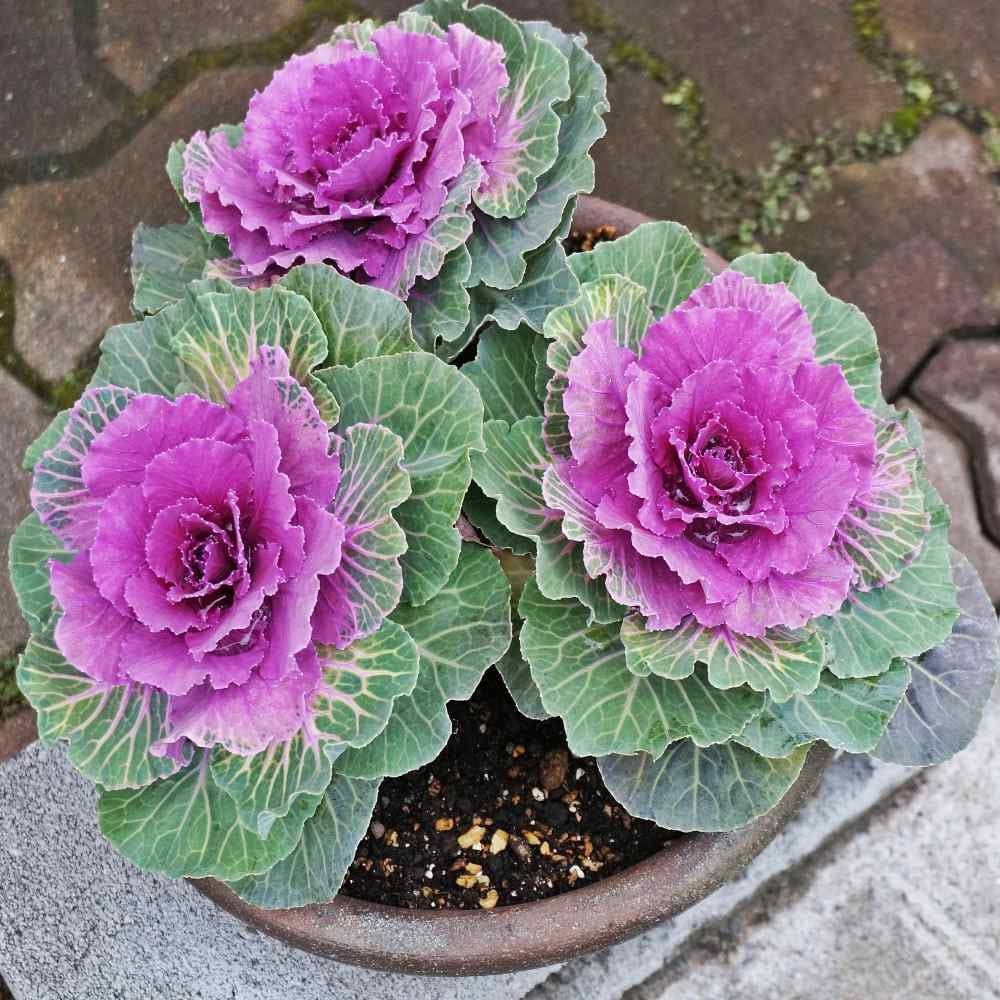 Ornamental Cabbage Seeds - Ornamental Brassica Flower Seed - 2000 Seeds